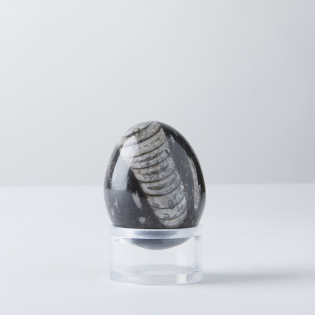 Fossil + Stone Egg Sculpture
