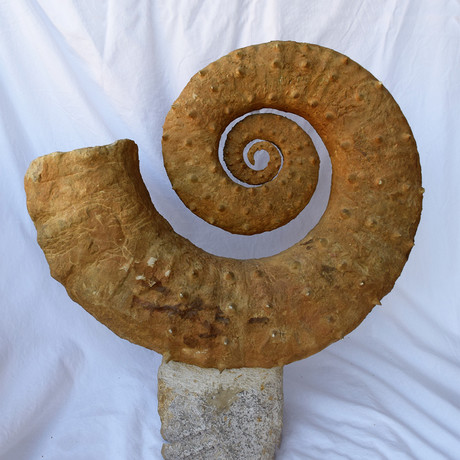 Giant Ammonite Fossil + Stand