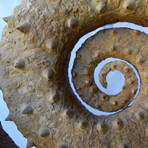 Giant Ammonite Fossil + Stand