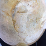 Petrified Wood Egg Sculpture + Stand