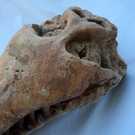Fossilized Crocodile Skull Sculpture