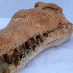 Fossilized Crocodile Skull Sculpture
