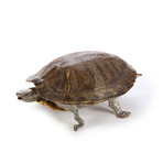 Red Ear Slider Tortoise