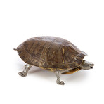 Red Ear Slider Tortoise