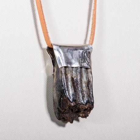 Fossilized Bison Tooth Necklace