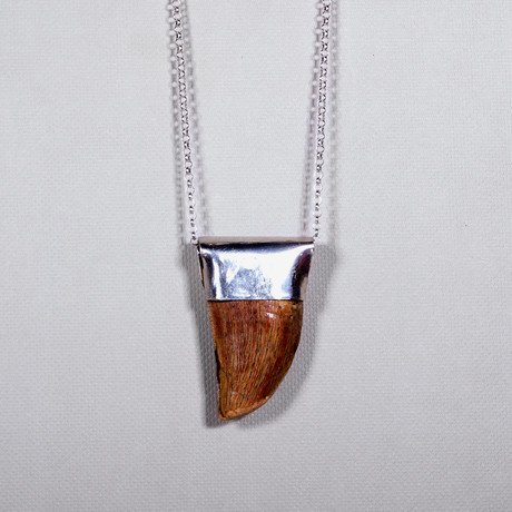 Fossilized Shark Tooth Necklace