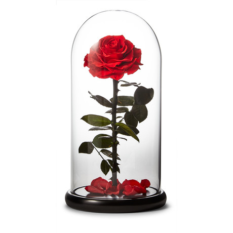 Small Enchanted Red Rose
