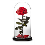 Small Enchanted Red Rose