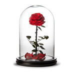 Large Enchanted Red Rose