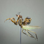 Mantidae // Tenodera Supertitiosa