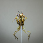 Mantidae // Tenodera Supertitiosa