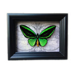 Birdwing Map Shadow Box