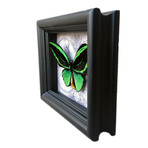 Birdwing Map Shadow Box