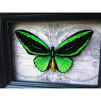 Birdwing Map Shadow Box