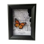 Chicago Butterfly Shadow Box