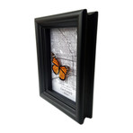 Chicago Butterfly Shadow Box