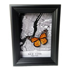 New York Butterfly Shadow Box