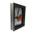 New York Butterfly Shadow Box