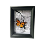 Portland Map Butterfly Shadow Box