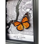 New York Butterfly Shadow Box