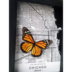 Chicago Butterfly Shadow Box