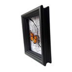 Portland Map Butterfly Shadow Box