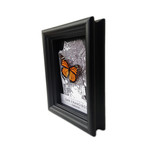 San Francisco Butterfly Shadow Box