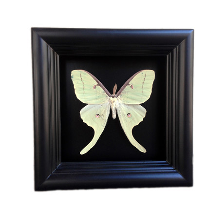 Luna Moth Shadow Box