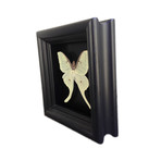 Luna Moth Shadow Box