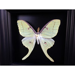 Luna Moth Shadow Box