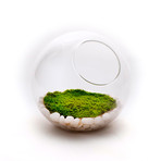 Orbella Fragrant Moss // Patchouli