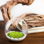 Orbella Fragrant Moss // Patchouli