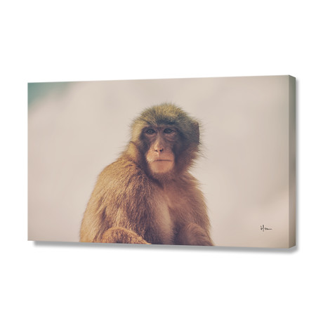 Ape // Stretched Canvas (24"W x 16"H x 1.5"D)