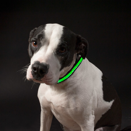 Halo Mini LED Dog Collar // Green (Small)