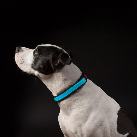 Halo Mini LED Dog Collar // Blue (Small)