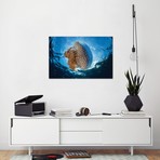 A White-Spotted Jellyfish Drifts In A Strong Current In The Lesser Sunda Islands (26"W x 18"H x 0.75"D)