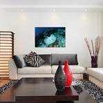 A Roughtail Stingray Swims Over The Seafloor Near Turneffe A (26"W x 18"H x 0.75"D)