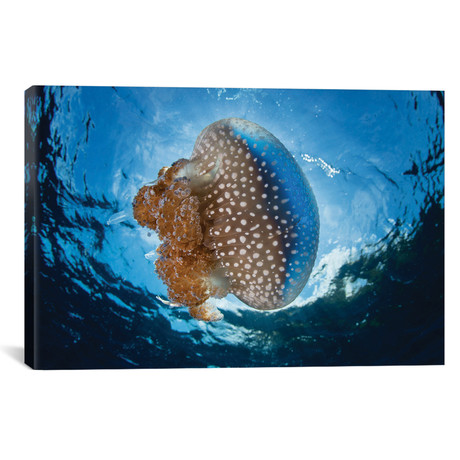 A White-Spotted Jellyfish Drifts In A Strong Current In The Lesser Sunda Islands (26"W x 18"H x 0.75"D)