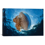 A White-Spotted Jellyfish Drifts In A Strong Current In The Lesser Sunda Islands (26"W x 18"H x 0.75"D)