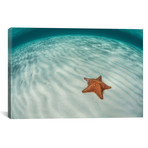 A West Indian Starfish On The Seafloor In Turneffe Atoll // Belize