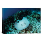 A Roughtail Stingray Swims Over The Seafloor Near Turneffe A (26"W x 18"H x 0.75"D)