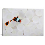 A Young False Clownfish Snuggles Into Its Host Anemone (26"W x 18"H x 0.75"D)