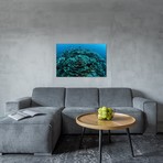 Corals Are Beginning To Bleach On A Reef In Indonesia I