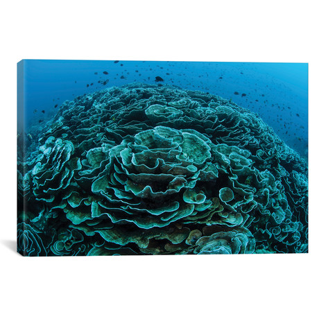 Corals Are Beginning To Bleach On A Reef In Indonesia I