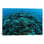 Corals Are Beginning To Bleach On A Reef In Indonesia I