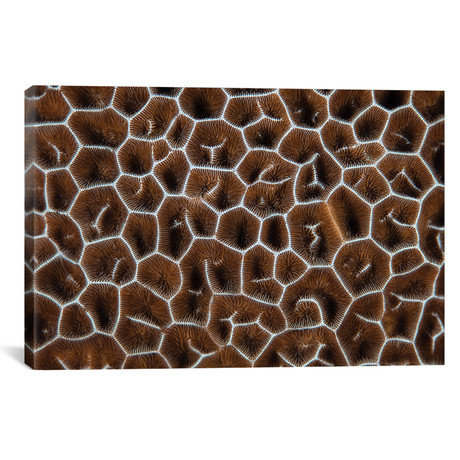 Detail Of A Coral Colony In Raja Ampat // Indonesia