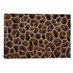 Detail Of A Coral Colony In Raja Ampat // Indonesia