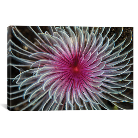 Detail Of The Spiral Tentacles Arrangement Of A Feather Duster Worm II