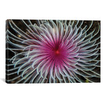 Detail Of The Spiral Tentacles Arrangement Of A Feather Duster Worm II