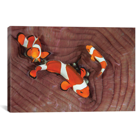 False Clownfish Swimming Around Their Host Anemone